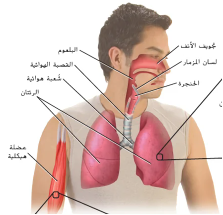 رسم لإنسان يوضح الأنف والبلعوم واللسان المزمار والحنجرة والقصبة الهوائية والشعب والرئتين