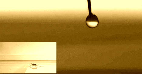 surface tension water drop and insect